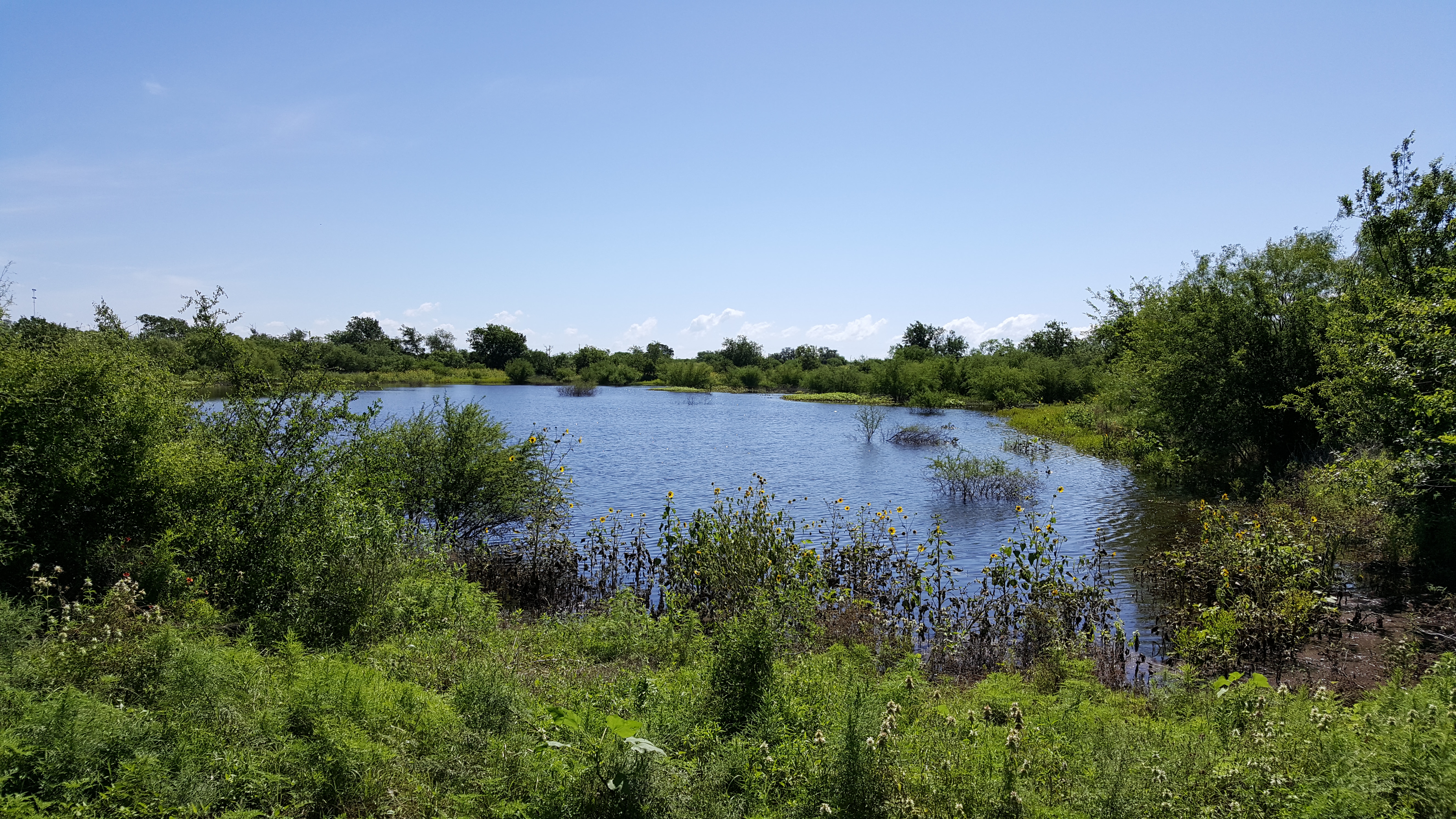 Dove Hunting in Medina County